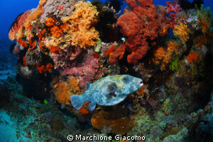 Pufferfishe
Lombok 2009
Nikon D200;12_24 mm, twin strobo by Marchione Giacomo 